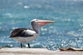 Australian Pelican (Pelecanus conspicillatus)