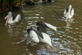 Australian Pelican Pelecanus conspicillatus swimming. The Australian pelican has the longest beak of any bird