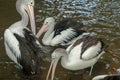 Australian Pelican Pelecanus conspicillatus swimming. The Australian pelican has the longest beak of any bird