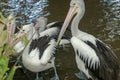 Australian Pelican Pelecanus conspicillatus swimming. The Australian pelican has the longest beak of any bird