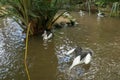 Australian Pelican Pelecanus conspicillatus swimming. The Australian pelican has the longest beak of any bird