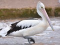 Australian Pelican on beach