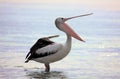 Australian Pelican Pelecanus conspicillatus