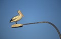Australian Pelican perched on lamp post