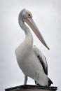 Australian Pelican portrait Royalty Free Stock Photo