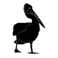 Australian Pelican portrait drawing Royalty Free Stock Photo