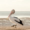 Australian Pelican portrait Royalty Free Stock Photo