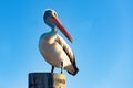 Australian Pelican portrait Royalty Free Stock Photo