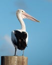 Australian Pelican portrait Royalty Free Stock Photo