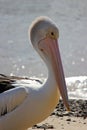 Australian Pelican portrait ocean wildlife birds