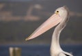 Australian pelican portrait showing beak and eye