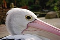 Australian Pelican Profile Royalty Free Stock Photo