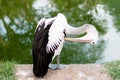 The Australian pelican Royalty Free Stock Photo