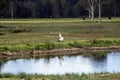 Australian pelican pelecanus conspicillatus by pond Royalty Free Stock Photo