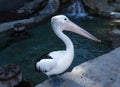 Australian pelican sea bird Royalty Free Stock Photo