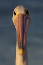 Australian pelican, Shark Bay