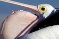 Australian pelican, Shark Bay, Australia