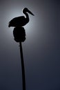 Australian Pelican in silhouette