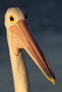 Australian pelican in soft late afternoon light