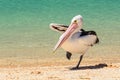 Australian pelican - Monkey Mia