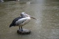 Australian pelican standing on a tree trunk during raining day