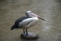Australian pelican standing on a tree trunk during raining day