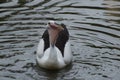 Australian Pelican swallows a fish lands on Camden River Royalty Free Stock Photo