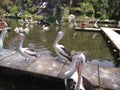 Australian Pelican When Swimming, Jakarta, Indonesia - 2021