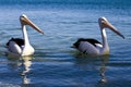 Australian Pelican Royalty Free Stock Photo