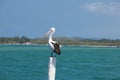 Australian pelican Royalty Free Stock Photo