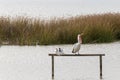 Australian Pelican water bird perching on wooden pole yawning wi Royalty Free Stock Photo