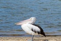 Australian Pelican water bird walking on Nornalup Inlet beach in Walpole, Western Australia