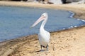 Australian Pelican water bird walking on Nornalup Inlet beach in Walpole, Western Australia Royalty Free Stock Photo