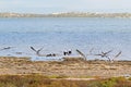 Australian Pelican water birds flying near waterfront at Coorong national park in South Australia.