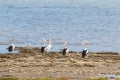 Australian Pelican water birds resting on waterfront at Coorong