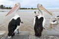 Australian pelican, white bird, australia