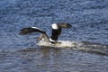 Australian pelican with wide spread wings landing to a blue water Royalty Free Stock Photo