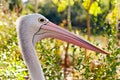 Australian pelican in wild nature