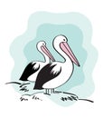 Australian pelicans Royalty Free Stock Photo