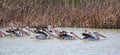 Australian Pelicans (Pelecanus conspicillatus) Royalty Free Stock Photo