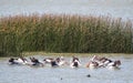 Australian Pelicans (Pelecanus conspicillatus)