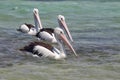 Australian Pelicans (Pelecanus conspicillatus)