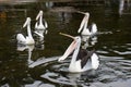 The Australian pelicans on the water