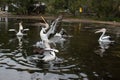 The Australian pelicanswith open mouths waiting for the fish