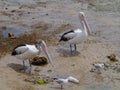 Australian Pelicans and silver gulls