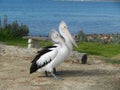 Australian Pelicans Royalty Free Stock Photo
