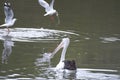 Australian Pelicans watch silver guys by Camden River