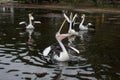 The Australian pelicanswith open mouths waiting for the fish