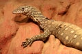 Perentie Monitor