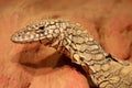 Perentie Monitor